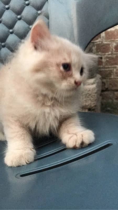 CASH ON DELIVERY(cute persian fawn kittens triple coat for sale 0