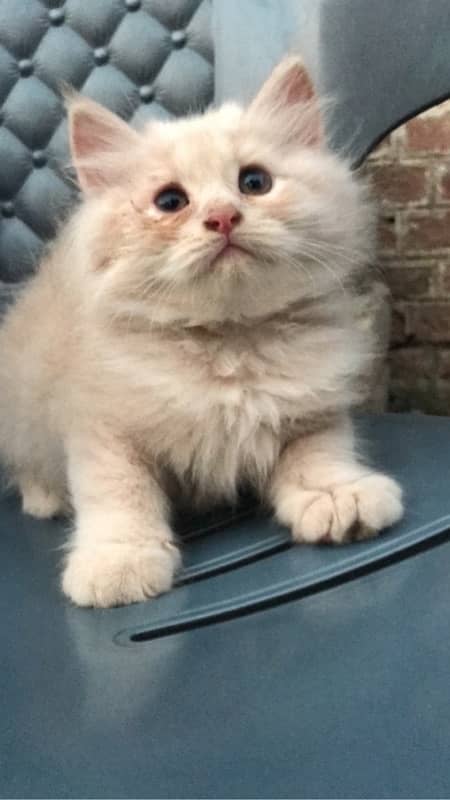 CASH ON DELIVERY(cute persian fawn kittens triple coat for sale 1