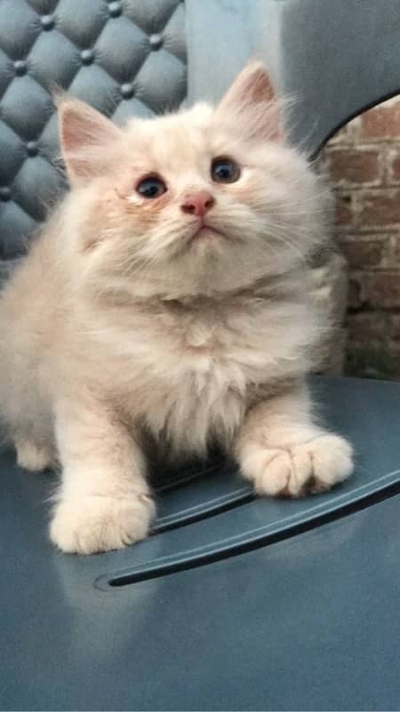 CASH ON DELIVERY(cute persian fawn kittens triple coat for sale 2