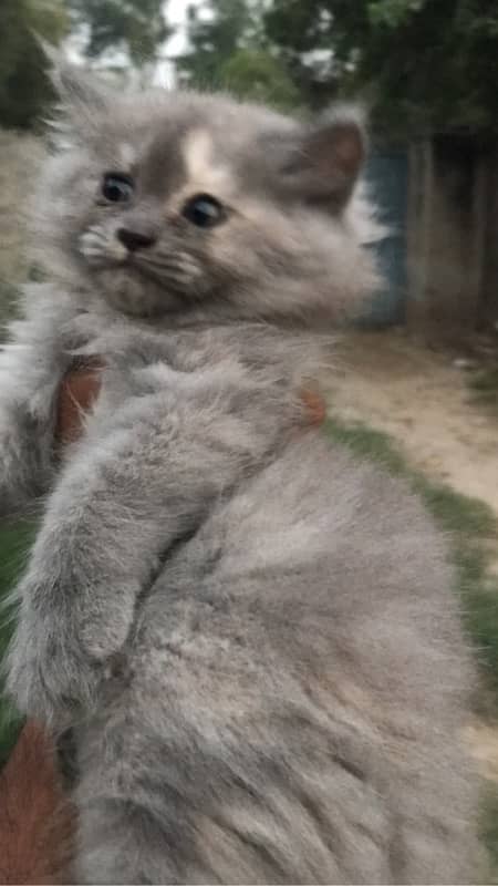 CASH ON DELIVERY(cute persian fawn kittens triple coat for sale 3