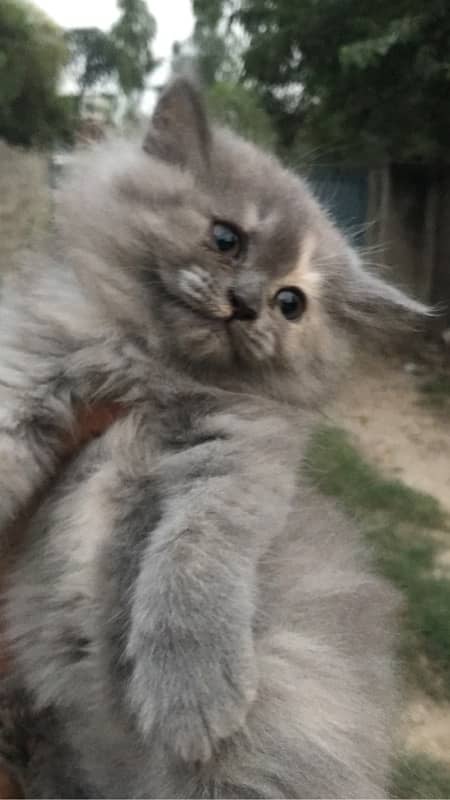 CASH ON DELIVERY(cute persian fawn kittens triple coat for sale 4