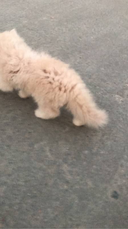 CASH ON DELIVERY(cute persian fawn kittens triple coat for sale 5