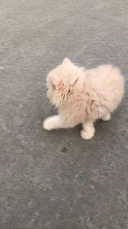 CASH ON DELIVERY(cute persian fawn kittens triple coat for sale 6