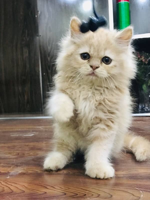 CASH ON DELIVERY(cute persian fawn kittens triple coat for sale 7