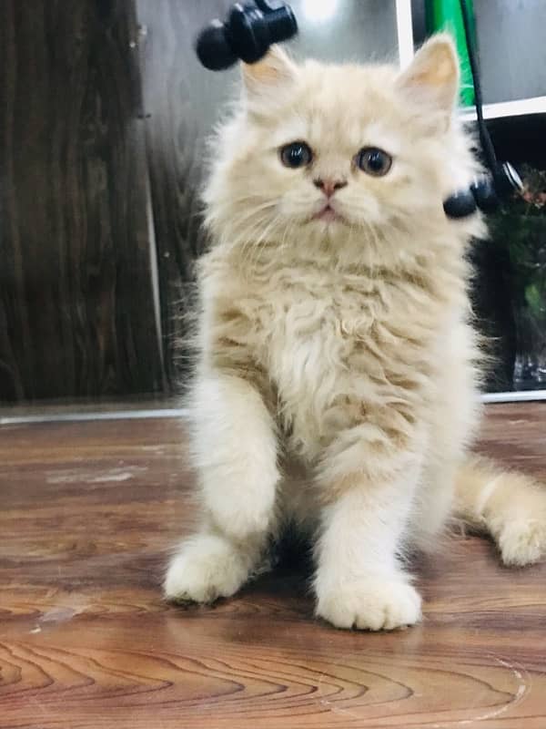 CASH ON DELIVERY(cute persian fawn kittens triple coat for sale 8