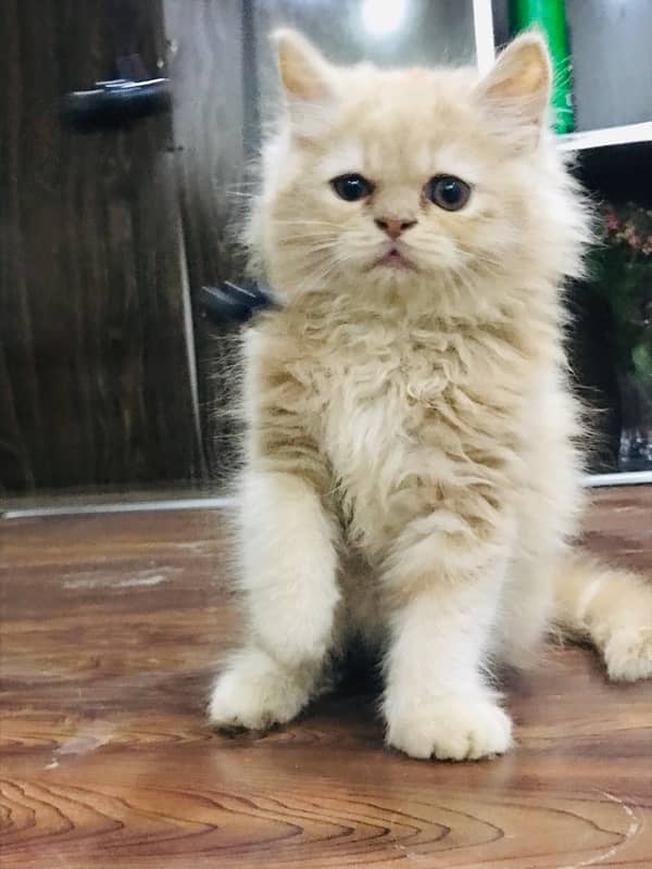 CASH ON DELIVERY(cute persian fawn kittens triple coat for sale 9