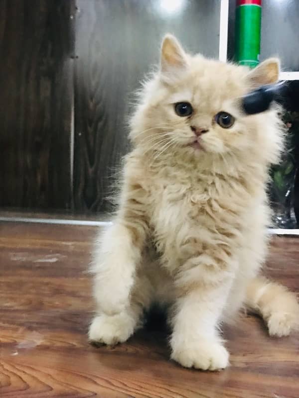 CASH ON DELIVERY(cute persian fawn kittens triple coat for sale 10