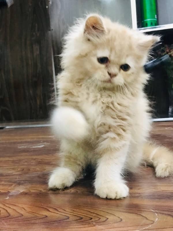 CASH ON DELIVERY(cute persian fawn kittens triple coat for sale 11