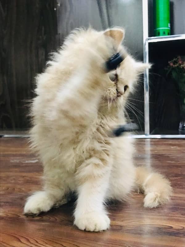 CASH ON DELIVERY(cute persian fawn kittens triple coat for sale 12