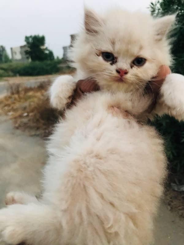 CASH ON DELIVERY(cute persian fawn kittens triple coat for sale 13