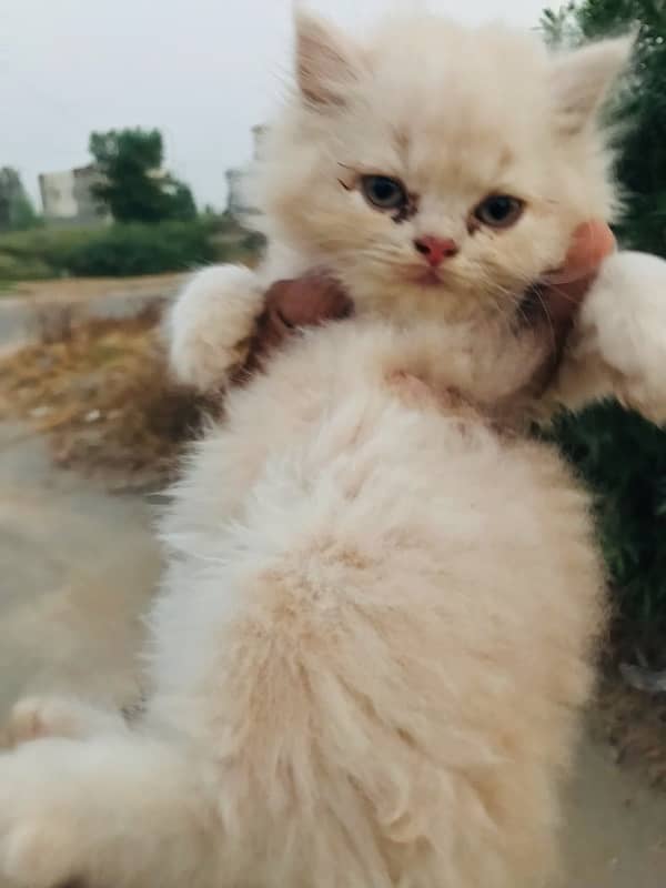 CASH ON DELIVERY(cute persian fawn kittens triple coat for sale 14