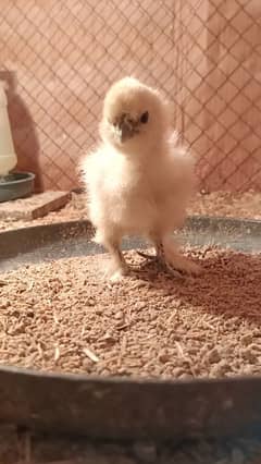 white silky Buff silky chick's