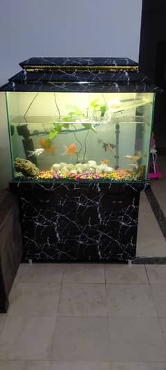 fish aquarium without fish