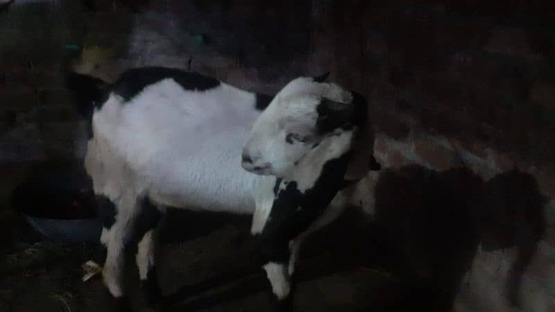 2 healthy and fit teedi nsal goats 2