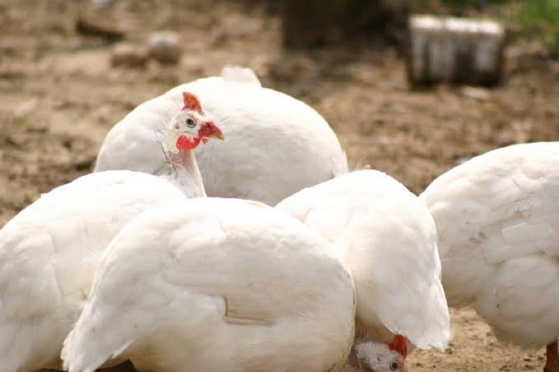 CHINESE HEN BLACK 1male 4female 1pair white 3australorp female 2