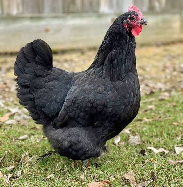 CHINESE HEN BLACK 1male 4female 1pair white 3australorp female 4