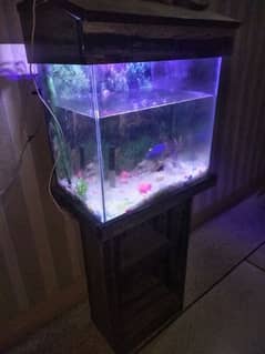 fish aquarium with 4 fishes oxygen pump lights