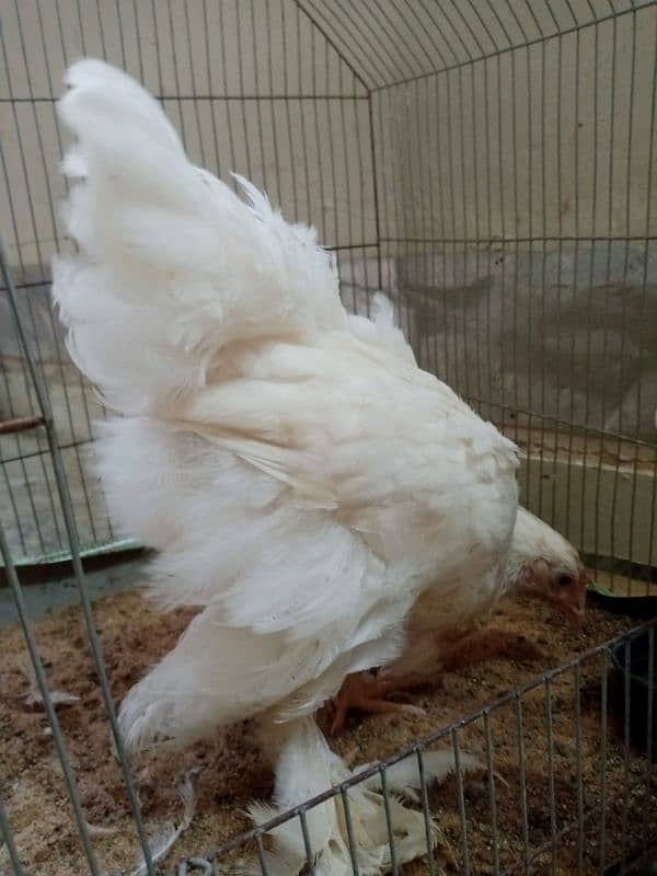 White and Golden Heavy Buff chicks 1