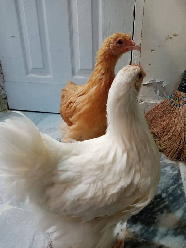 White and Golden Heavy Buff chicks 3