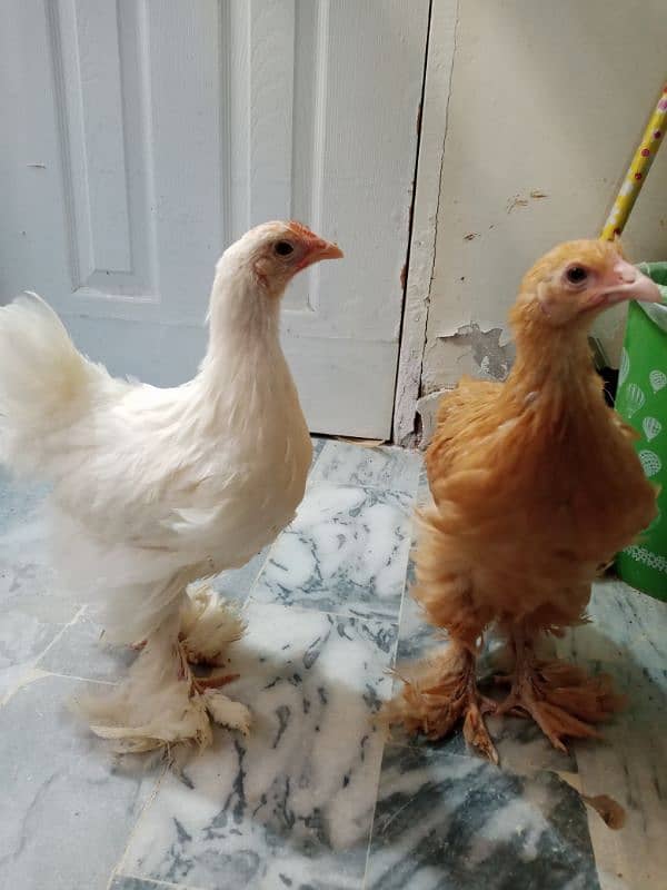 White and Golden Heavy Buff chicks 4