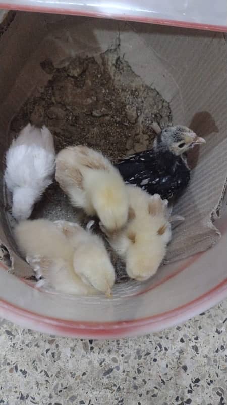 silver and golden sebrigh white chinese and buff chicks 0