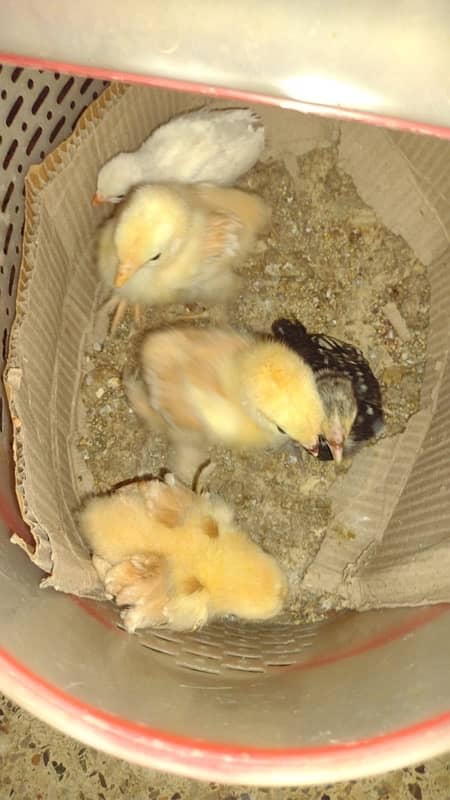 silver and golden sebrigh white chinese and buff chicks 1