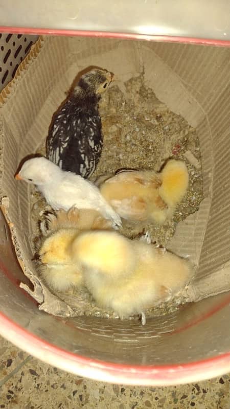 silver and golden sebrigh white chinese and buff chicks 4