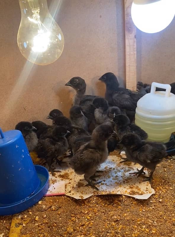 Ayam Cemani Grey tongue Chicks pure breed 0