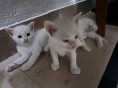 white cats