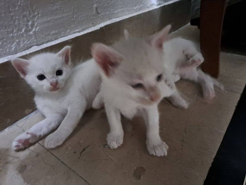 white cats 0