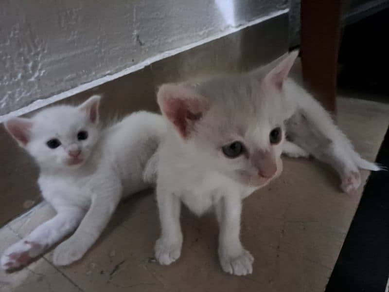 white cats 1