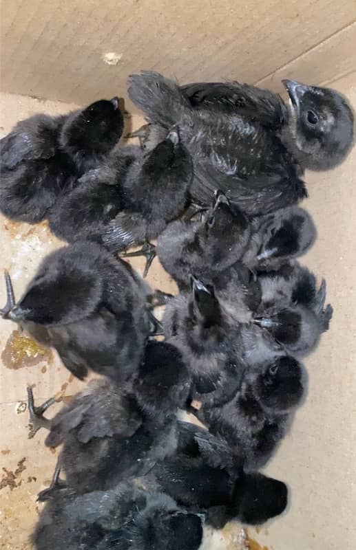 ayam cemani grey tongue quality chicks 0