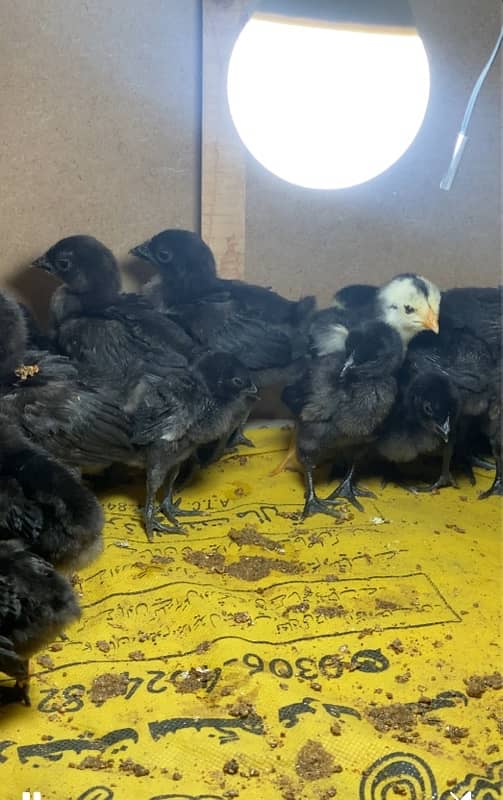 ayam cemani grey tongue chicks 0