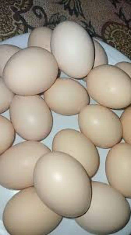 Pure Golden Misri Eggs 1