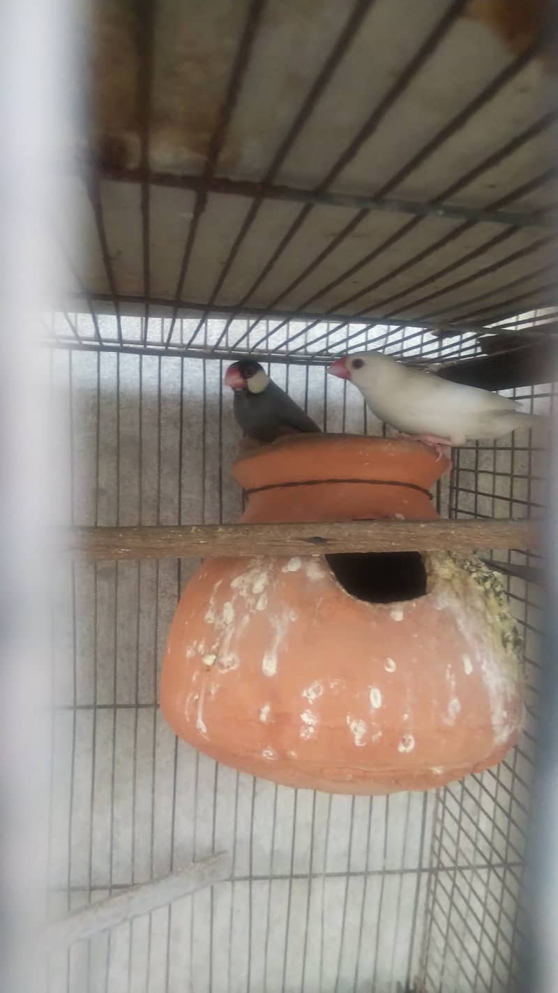 Silver white grey paid java & white face cockatiel 0