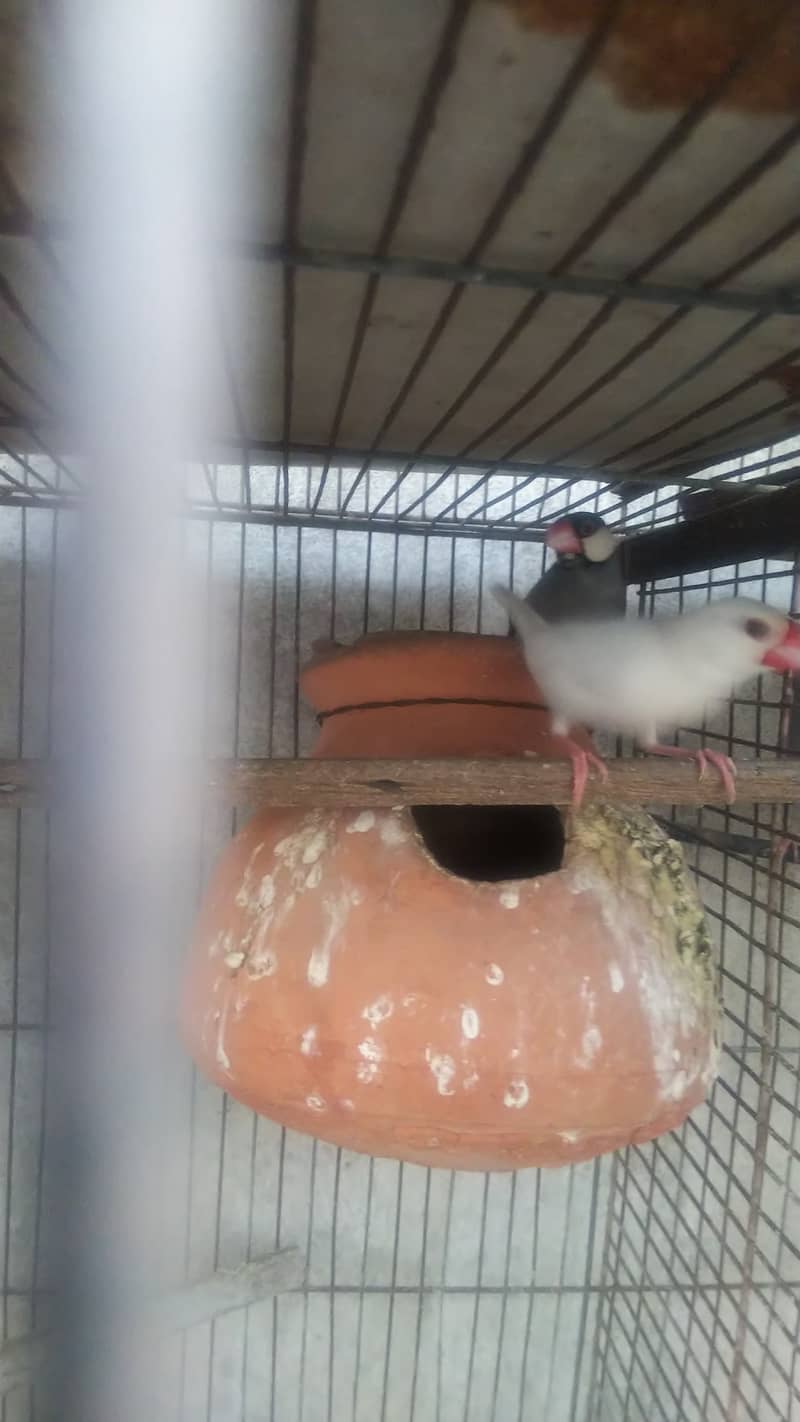 Silver white grey paid java & white face cockatiel 1