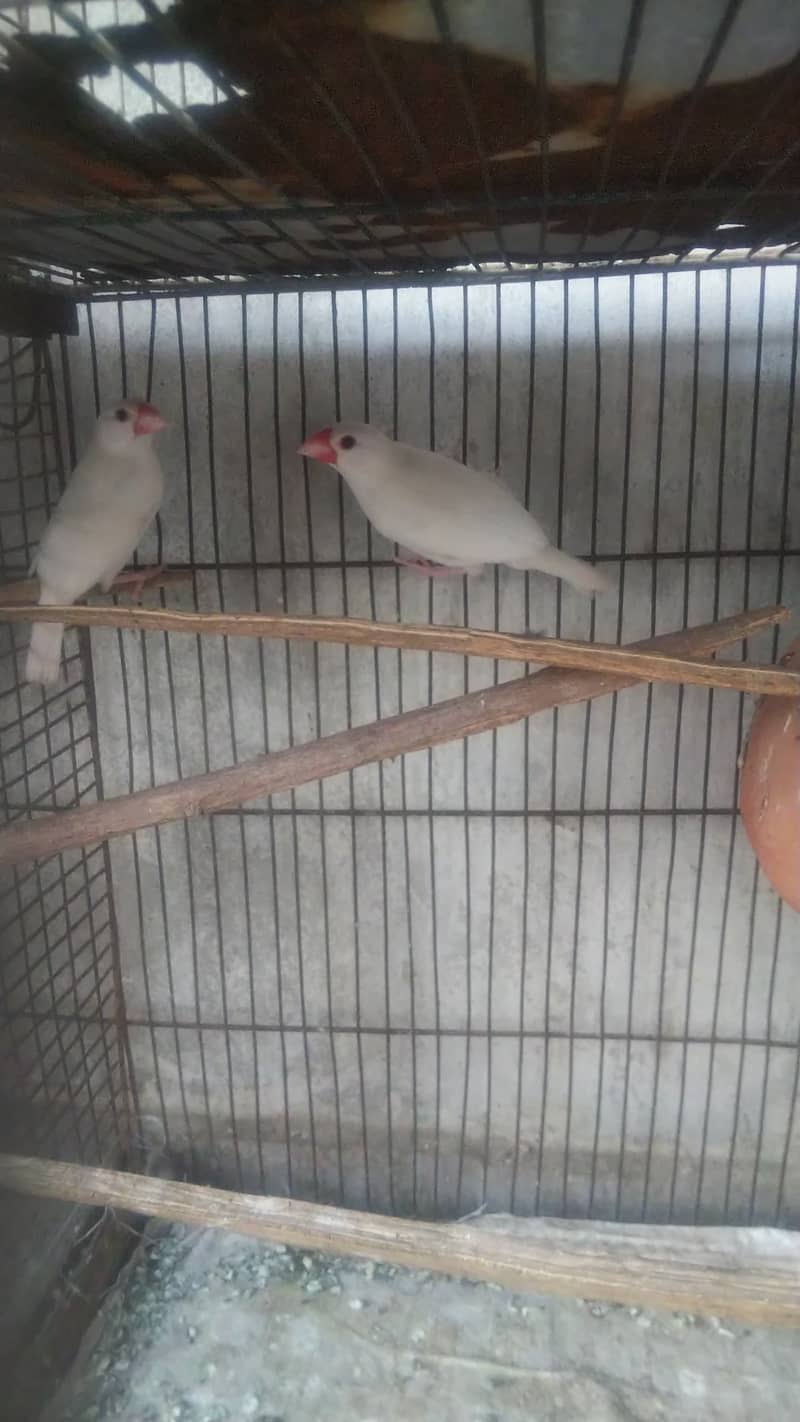 Silver white grey paid java & white face cockatiel 3