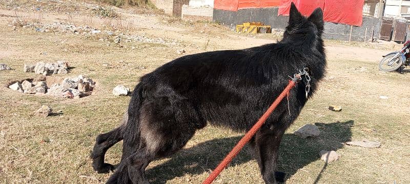 German shepherd long coat black Male confirm stud available 1