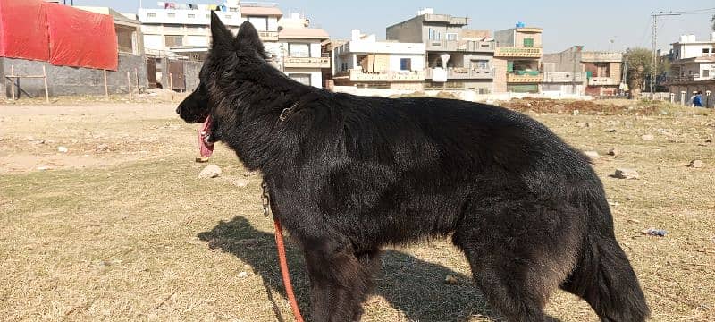 German shepherd long coat black Male confirm stud available 2