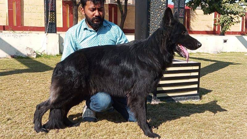 German shepherd long coat black Male confirm stud available 4