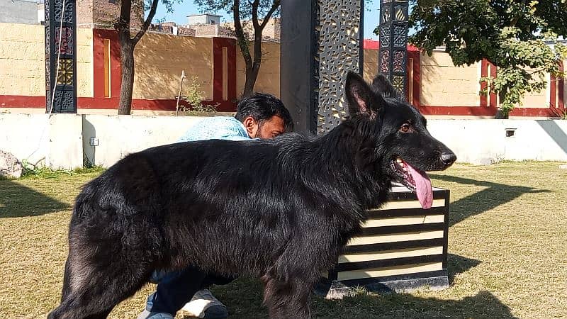 German shepherd long coat black Male confirm stud available 5