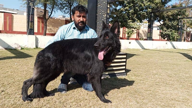 German shepherd long coat black Male confirm stud available 6