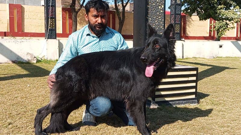 German shepherd long coat black Male confirm stud available 7