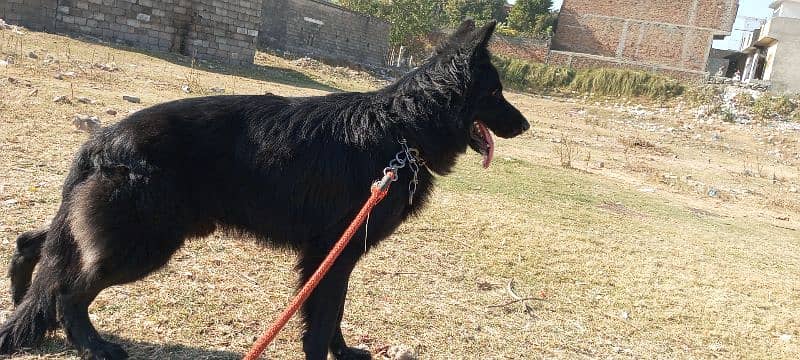 German shepherd long coat black Male confirm stud available 8