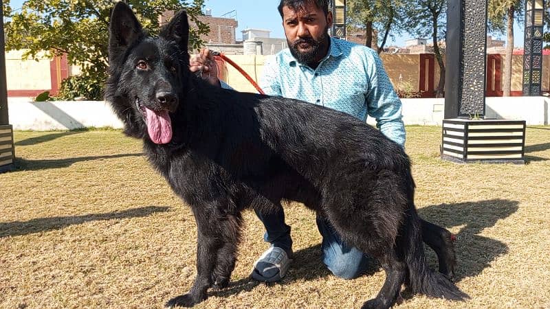 German shepherd long coat black Male confirm stud available 10