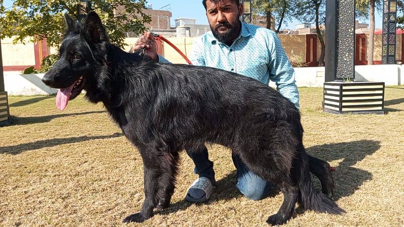 German shepherd long coat black Male confirm stud available 11