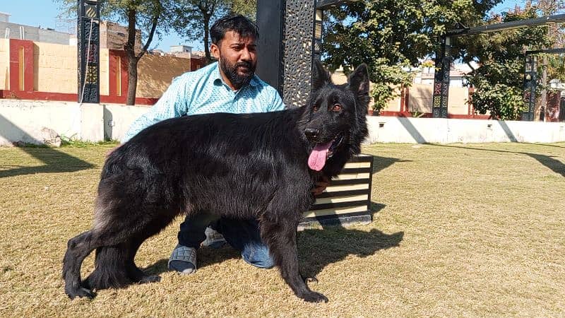 German shepherd long coat black Male confirm stud available 13