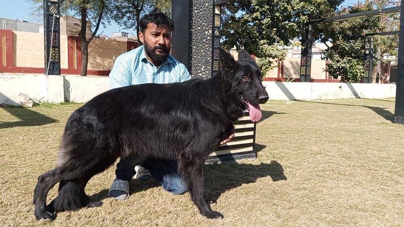 German shepherd long coat black Male confirm stud available 14