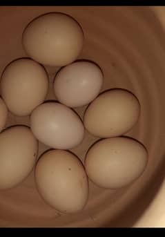 Javii murgii eggs