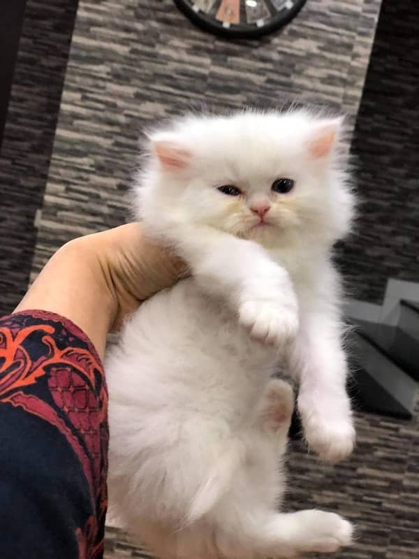 pure punch face triple coated persian kitten 0